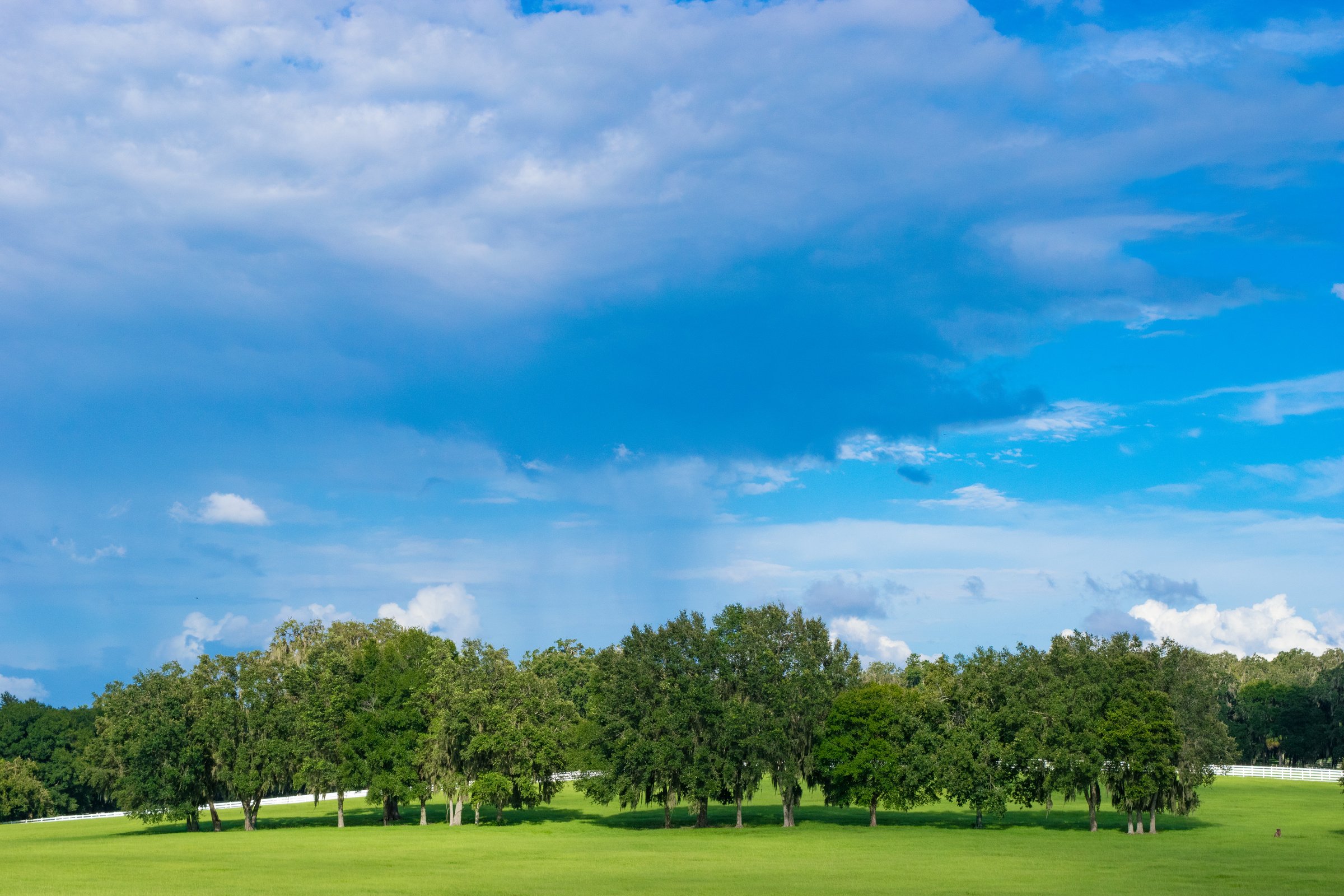 Hill on a Farm in Ocala, Florida