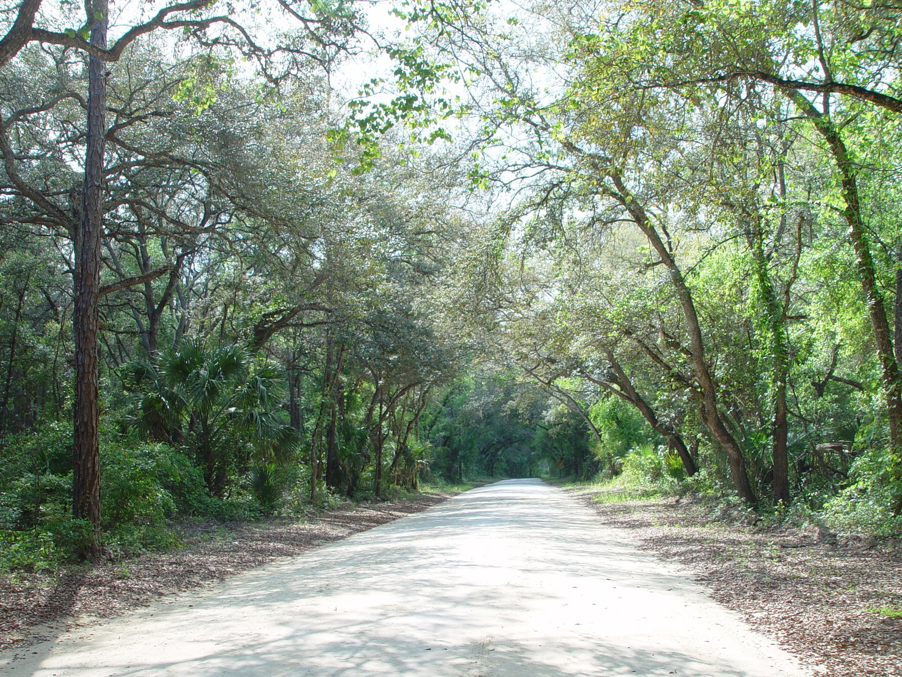 Canopy road, 24th Street SE, Ocala National Forest, Marion County Florida